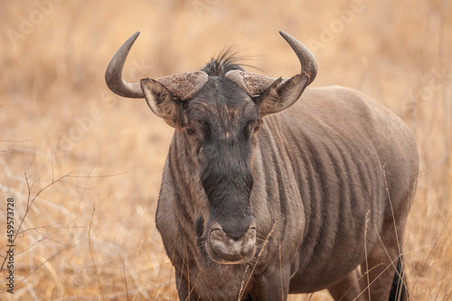 wildebeest in masai mara country