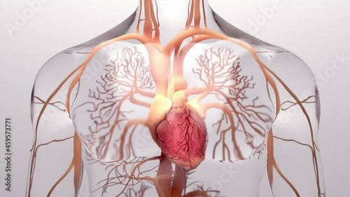 Human heart, 3d rendering, medically accurate illustration of the human heart anatomy
 with venous system photo