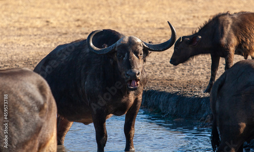 black and white bull