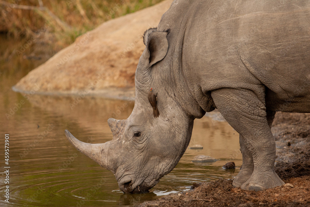 rhino in zoo