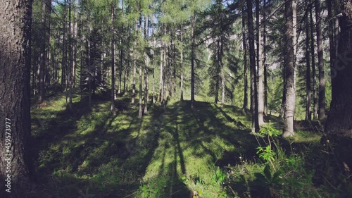 Discovering the Majesty of Alpine Wilderness
