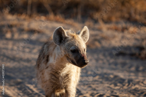black backed jackal