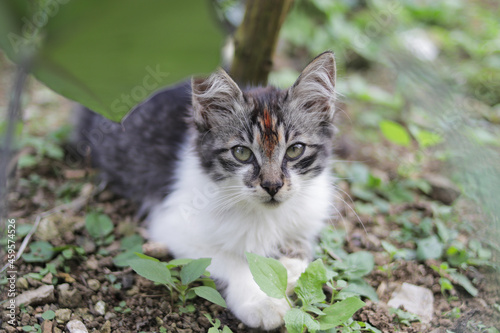 Wallpaper Mural Cute kitten playing in the yard. Kitten stock photo Torontodigital.ca