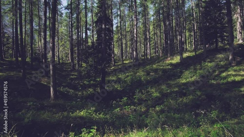 Untamed Alpine Wilderness: A Natural Haven