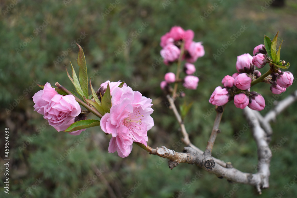 Fototapeta premium flower