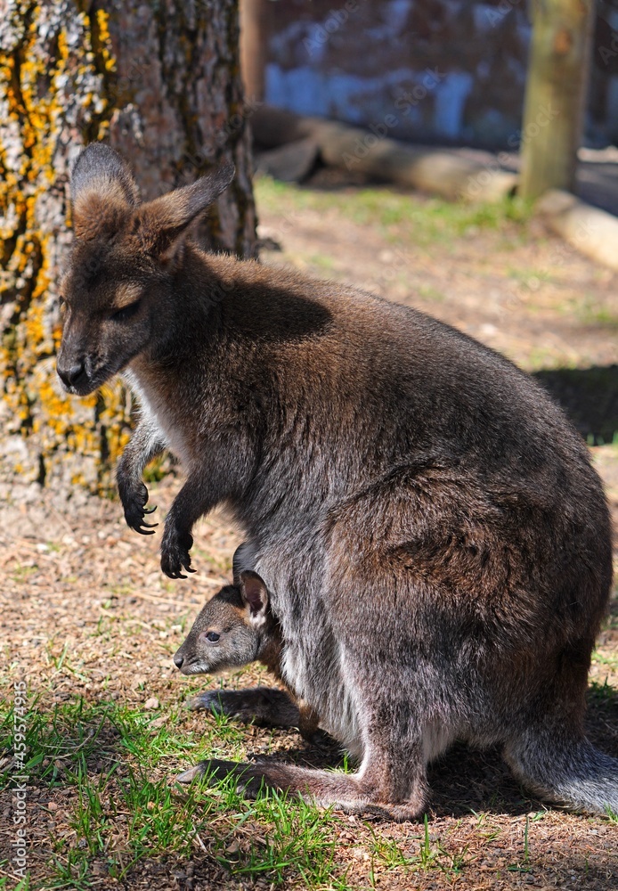 View of a furry Australian wallaby mother with a baby joey in her pouch View of a furry Australian wallaby mother with a baby joey in her pouch