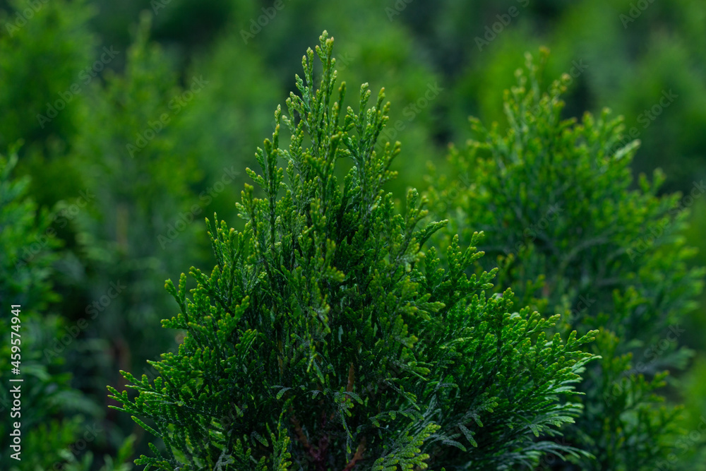 The top of the western thuja against the background of seedlings in the nursery. Detail photography