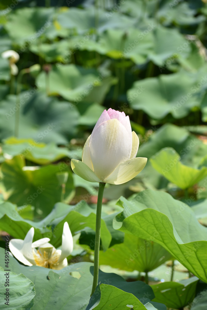 lotus in water