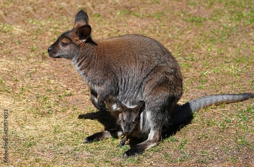 View of a furry Australian wallaby mother with a baby joey in her pouch