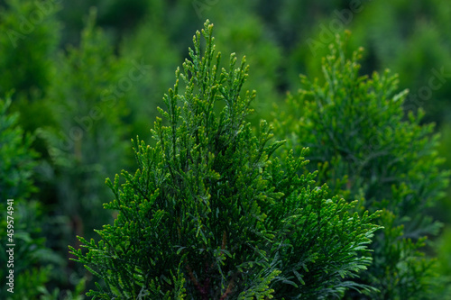 The top of the western thuja against the background of seedlings in the nursery. Detail photography