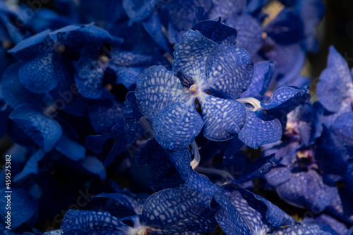 Photos background of dark blue orchids Vanda Coerulea