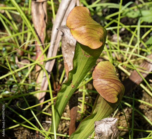 Sarracenia purpurea

