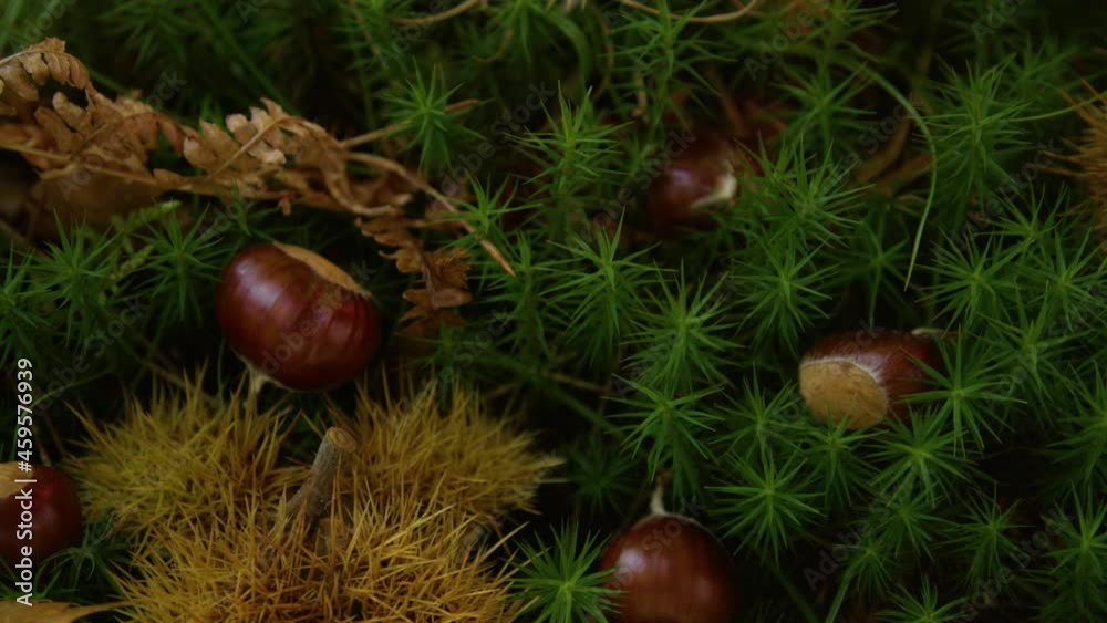 CLOSE UP: Spiky chestnut shells and brown kernels lie on the mossy woodland ground. Detailed view of chestnuts scattered across the moss covered forest floor. Ripe chestnuts lying on the ground. CLOSE UP: Spiky chestnut shells and brown kernels lie on the mossy woodland ground. Detailed view of chestnuts scattered across the moss covered forest floor. Ripe chestnuts lying on the ground.