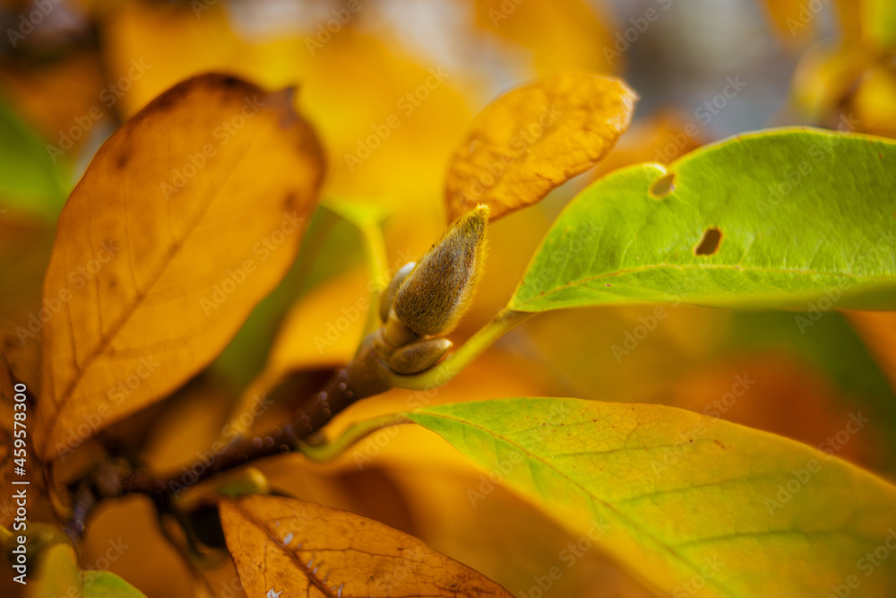 Closeup on autumn tree branches with yellow leaves Closeup on autumn tree branches with yellow leaves