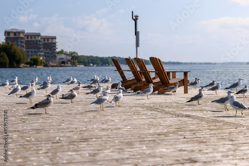 Seagulls gathered on a wharf on the shores of Gananoque on the St Lawrence River photo