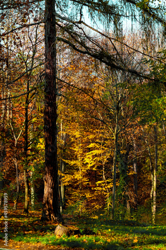 autumn tree with yellow leaves