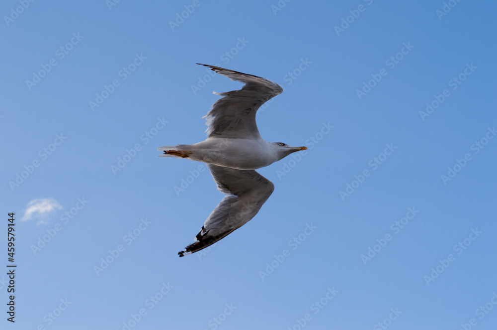 Obraz premium Herring Gull bird flying in a blue sky