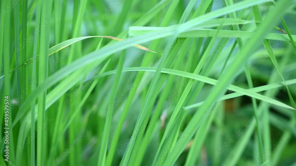 A background of juicy green grass in the wind. Video with a static camera. High quality 4k footage A background of juicy green grass in the wind. Video with a static camera. High quality 4k footage