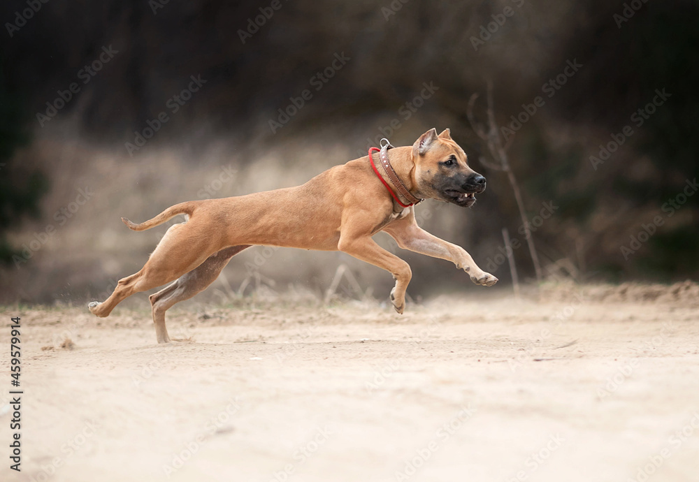 The dog runs on the sand