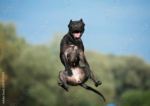 Fototapeta Naklejka Na Ścianę i Meble -  dog jumps on the field
