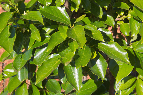 Closeup of the green leaves of a persimmon tree