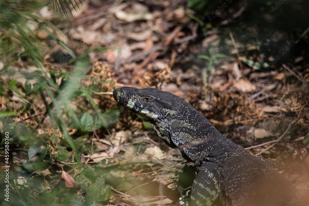 Naklejka premium Beautiful wild goanna in Australia
