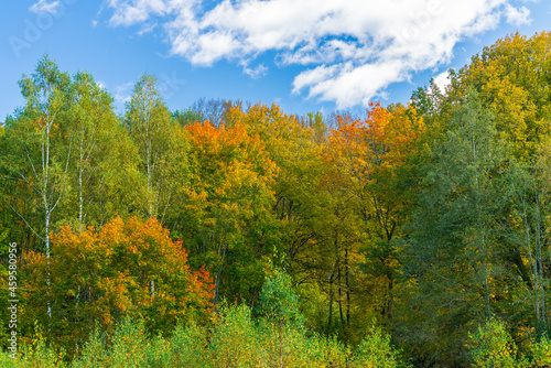 Fototapeta Naklejka Na Ścianę i Meble -  Autumn colours in the forest. Blue sky, orange leafs