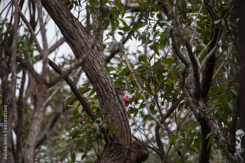 A pair of galahs investigating their nest in a tree. A pair of galahs investigating their nest in a tree.