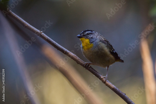 Spotted pardalote (Pardalotus punctatus) in Australia  photo