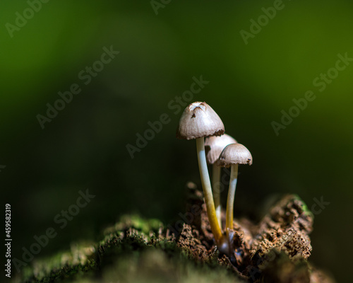 mushroom on the moss