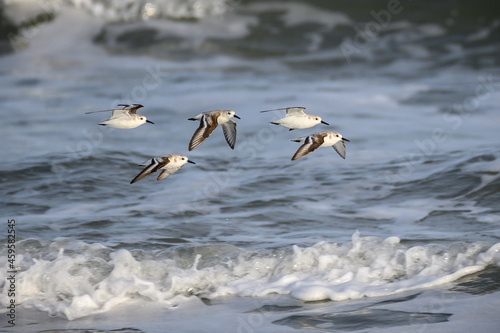 Sanderlings in flight photo