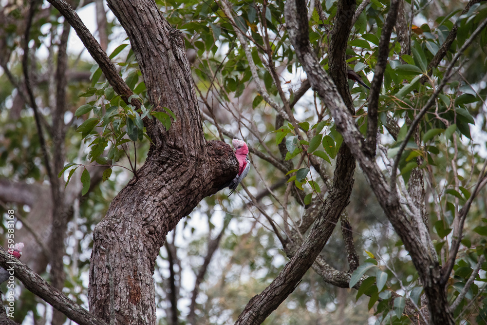 Obraz premium A pair of galahs investigating their nest in a tree.
