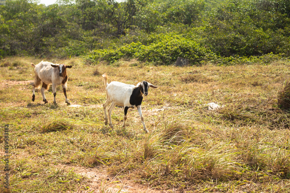 A four-legged animal mammal called a goat. Animal in the field eating freely.