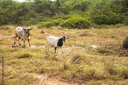 A four-legged animal mammal called a goat. Animal in the field eating freely.