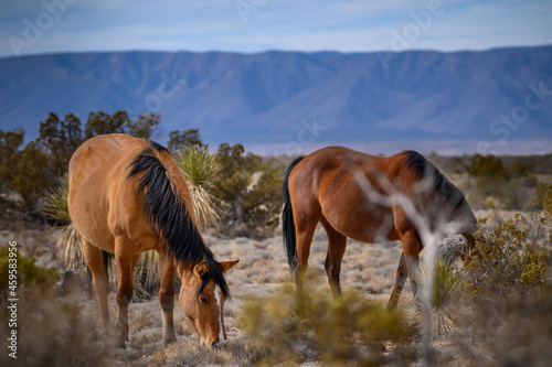 Mustangs in the desert