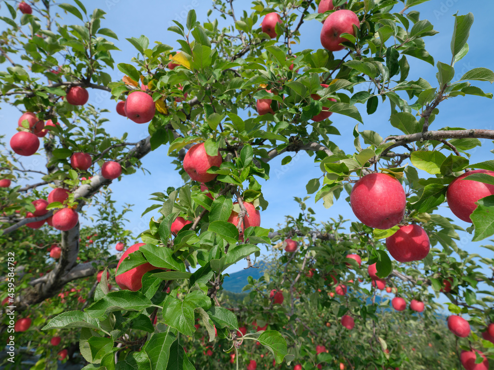 日本の赤いリンゴ Stock Photo Adobe Stock