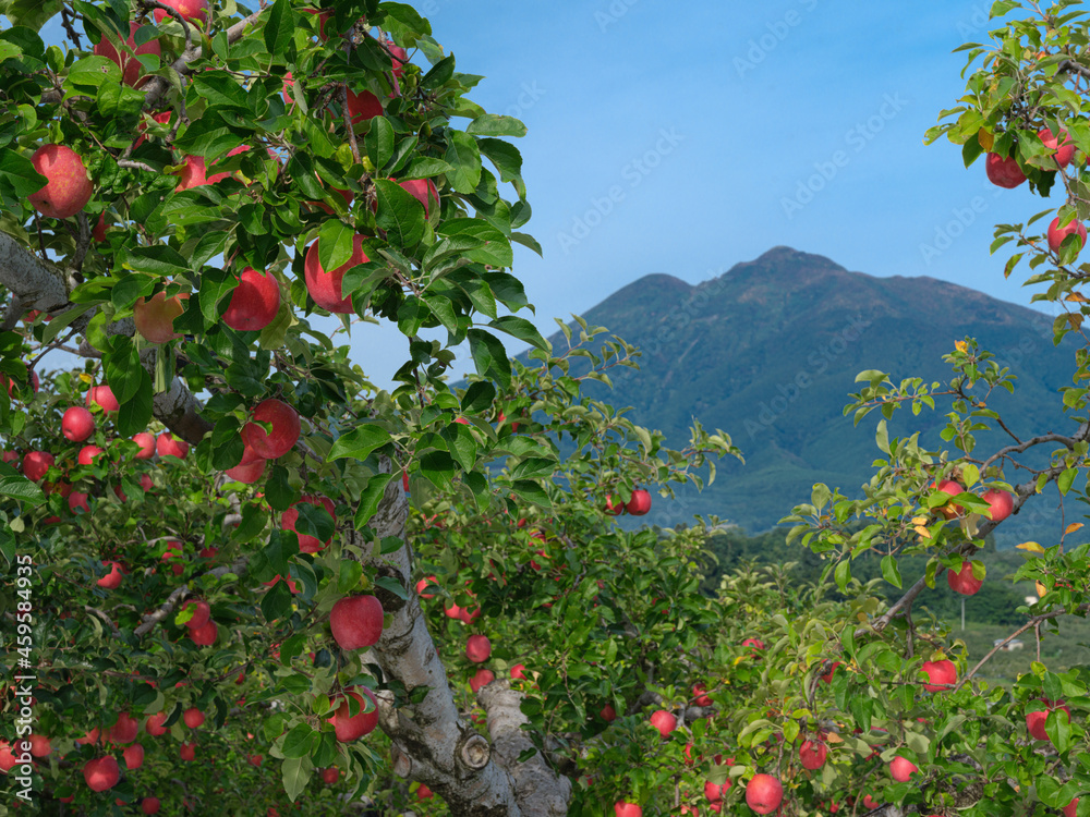 赤いリンゴが実るりんご畑と津軽富士の風景