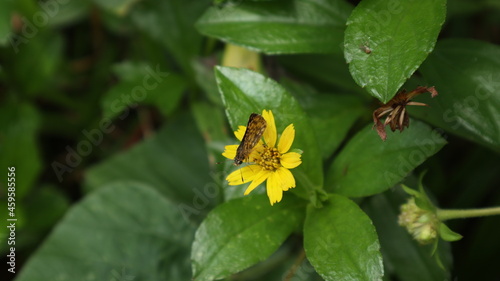 Overhead view of a common bush hopper butterfly on top of a yellow tick seed flower photo