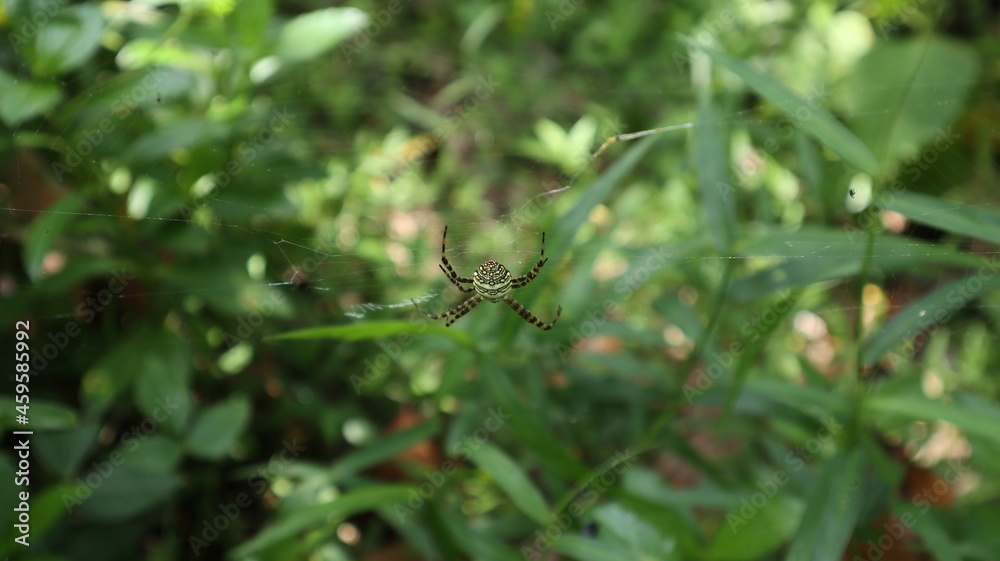 Back side of a St. Andrew's cross spider on the center of her web Back side of a St. Andrew's cross spider on the center of her web