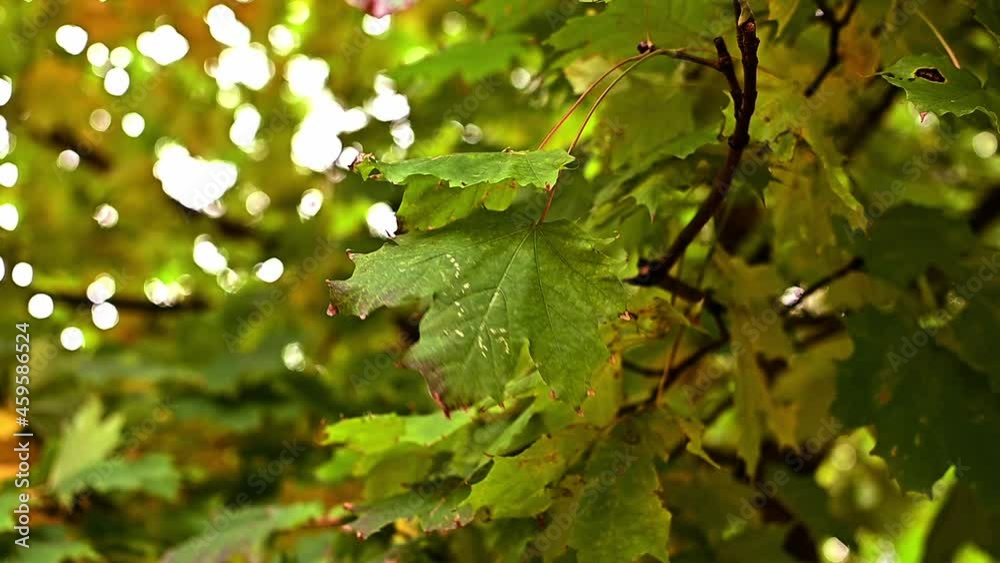 Autumn leaves on trees. Maple yellow foliage sways in the wind close-up. Autumn mood Autumn leaves on trees. Maple yellow foliage sways in the wind close-up. Autumn mood