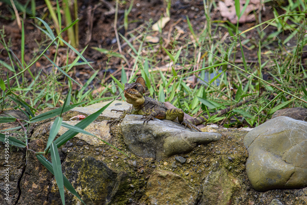 Fototapeta premium lizard