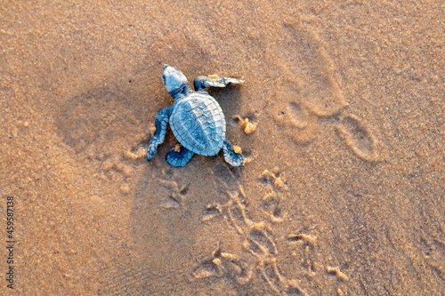 Émergence de tortues en Guyane