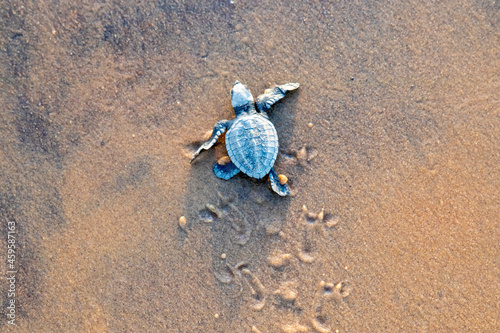 Émergence de tortues en Guyane