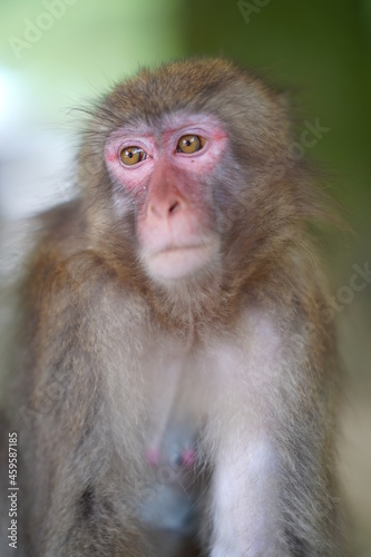 Monkey © Tengri