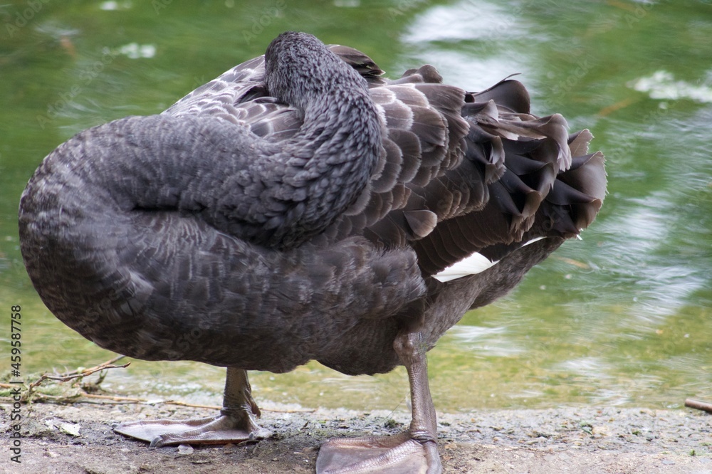 Fototapeta premium Waterfowl in St. James's Park in London. Swim in the water and walk on the grass in the park.