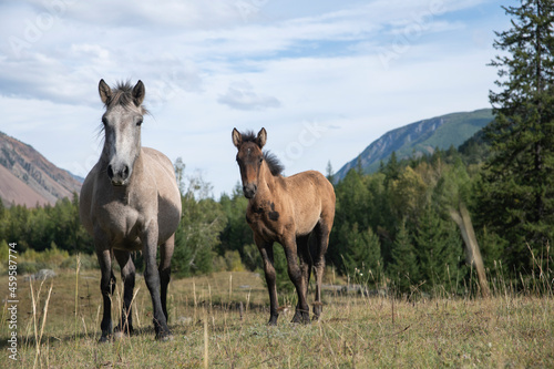 horses on the meadow © Сергей Шерстнев