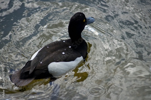 Waterfowl in St. James's Park in London. Swim in the water and walk on the grass in the park.