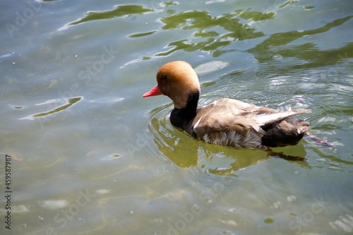 Waterfowl in St. James's Park in London. Swim in the water and walk on the grass in the park.