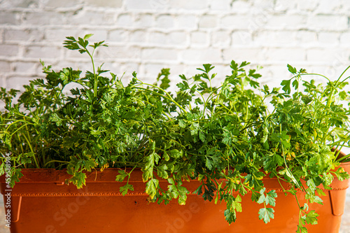 parsley grown at home in a pot on a white brick wall background