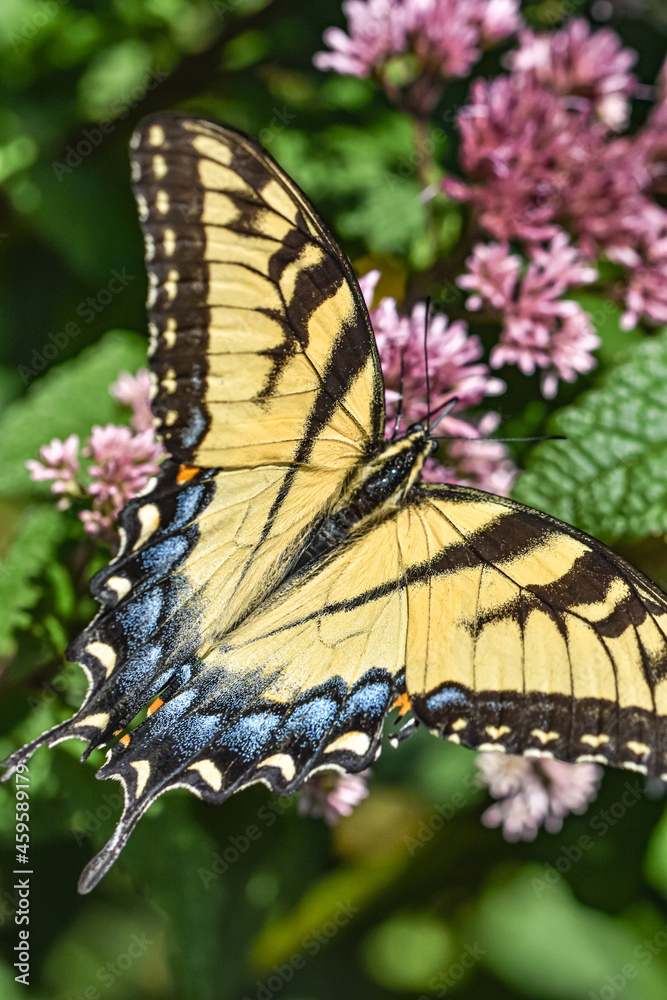 Fototapeta premium Closeup of an Eastern Tiger Swallowtail Butterfly (Papilio glaucus) with wings opened feeding on Joe-Pye Weed (Eupatorium purpureum).
